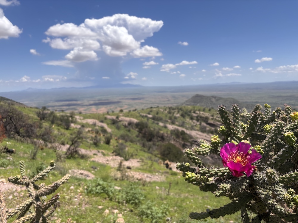 A pink cactus flower blooms in the foreground of a desert landscape, with green hills, distant mountains, and a cloud-filled blue sky in the background.